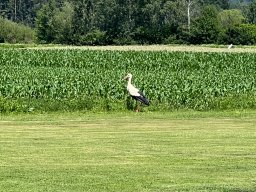 img_9394